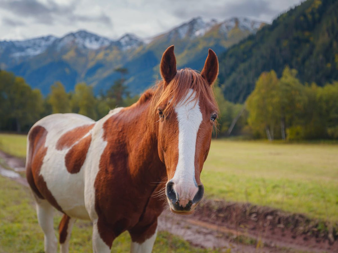 Magenschutz beim Pferd: Warum Puffer nicht ausreichen – Die Bedeutung der zellulären Regeneration - ahipos-horses