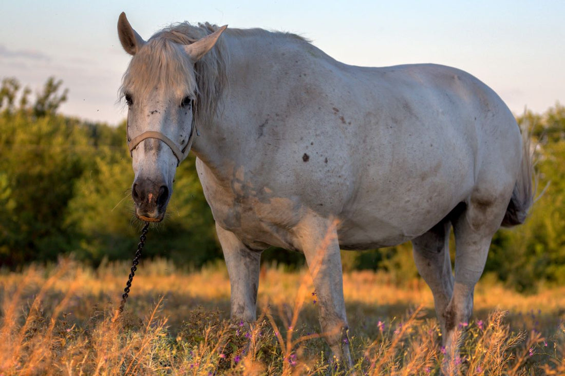 Chronischer Husten beim Pferd: IAD, RAO & Equines Asthma – warum Abwarten die Lunge dauerhaft zerstört