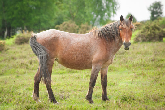 Mauke & Raspe beim Pferd: Ursachen, Behandlung & nachhaltige Vorbeugung - ahipos-horses