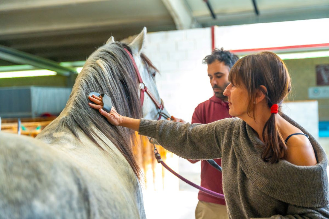 Muskelzerrungen beim Pferd – erkennen, verstehen und richtig handeln - ahipos-horses
