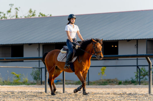 Nach dem Training ist vor der Regeneration – warum Erholung so wichtig ist - ahipos-horses