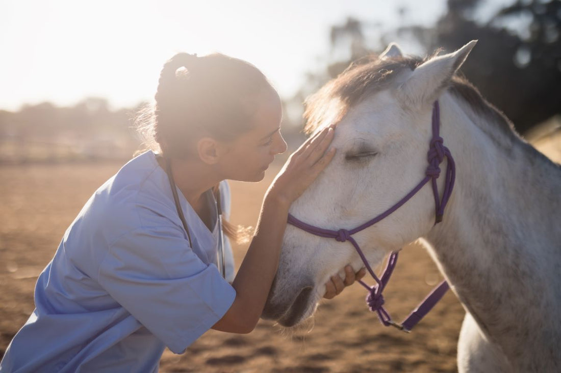 Nasennebenhöhlenentzündung beim Pferd – Ursachen, Symptome & was wirklich hilft - ahipos-horses