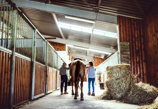 Offenstall oder Box? Schluss mit dem Glaubenskrieg – was Ihr Pferd wirklich braucht - ahipos-horses