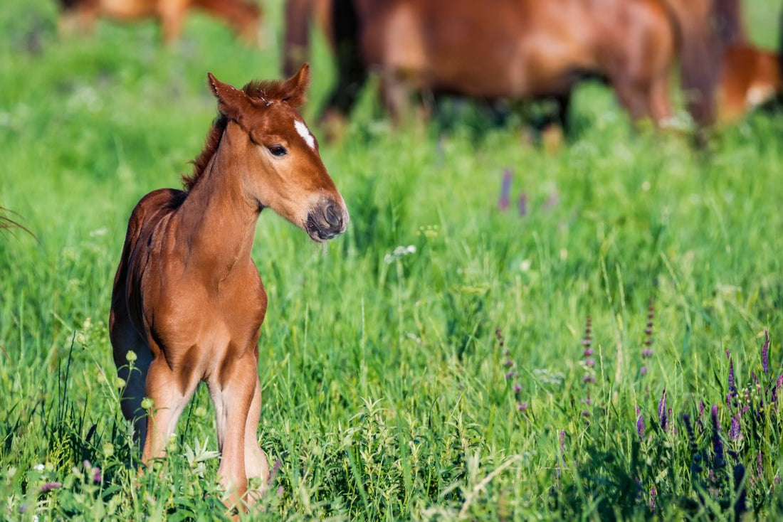 Optimale Fütterung für Fohlen, tragende und laktierende Stuten: Nährstoffmanagement, Wachstum & Gesundheit - ahipos-horses