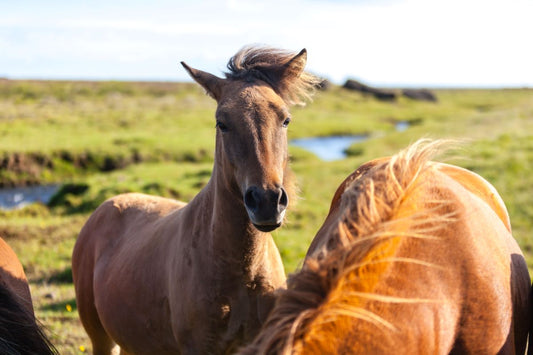 Pferd gähnt ständig – Stresssignal, Magenproblem oder echte Entspannung? - ahipos-horses