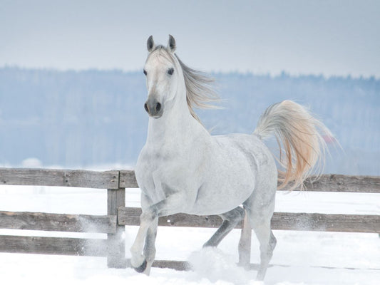 Pferd im Training bei Kälte – Tipps für Muskulatur und Regeneration - ahipos-horses