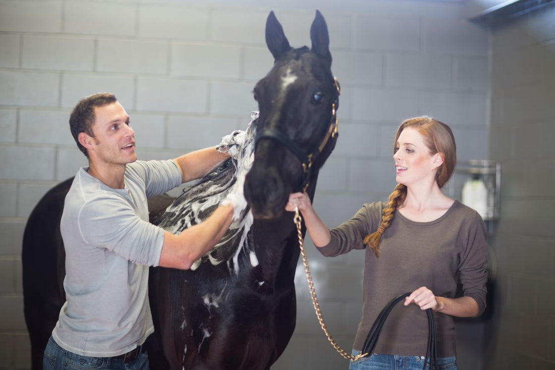 Regeneration nach dem Training – wie Pferde schneller erholen - ahipos-horses