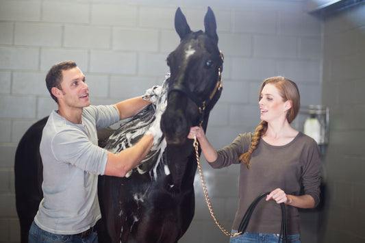 Regeneration nach dem Training – wie Pferde schneller erholen - ahipos-horses