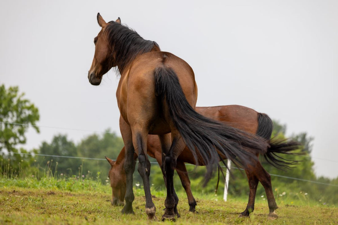 Schlaganfall beim Pferd – was wirklich dahintersteckt und wie du im Notfall richtig reagierst - ahipos-horses