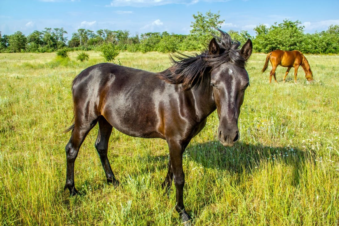 Sommermüdigkeit beim Pferd: Ursachen, Symptome & was wirklich hilft - ahipos-horses
