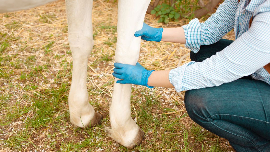 Stoffwechsel und Gelenke: Warum diese beiden Systeme haeufiger zusammenhaengen als gedacht - ahipos-horses