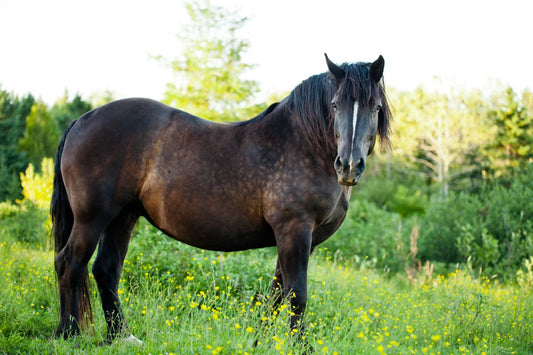 Warum Barockpferde mehr Vitalstoffe brauchen – und weniger Futterfehler verzeihen - ahipos-horses