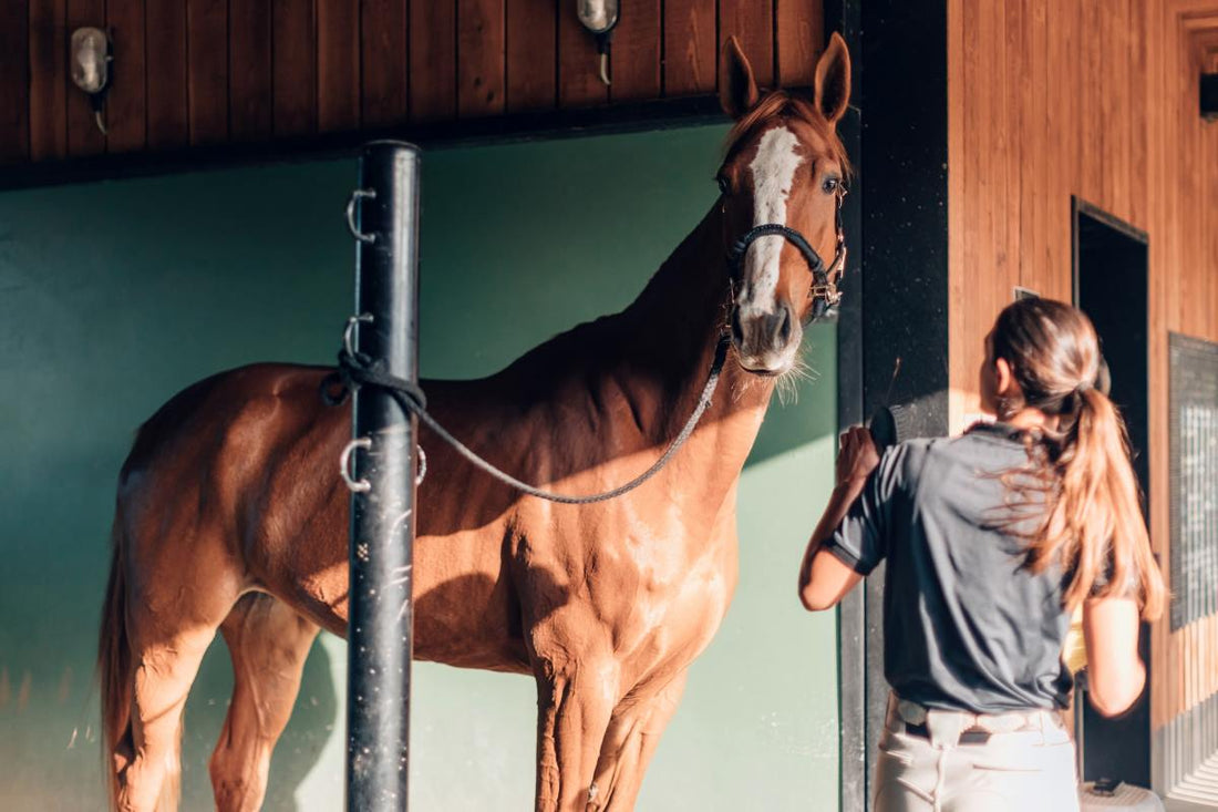 Warum die 60 Minuten nach dem Training ueber Muskelaufbau oder -abbau entscheiden - ahipos-horses