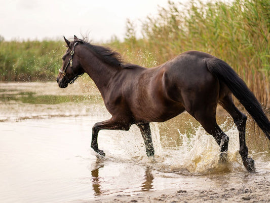 Warum Pferde im Regen gern toben – und was das über ihre Gesundheit verrät - ahipos-horses