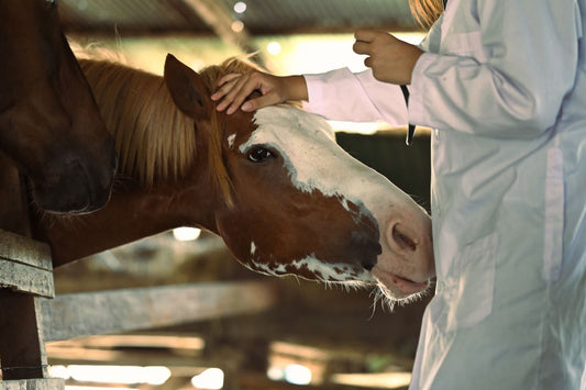 Warzen beim Pferd – warum sie entstehen und wie du damit richtig umgehst - ahipos-horses