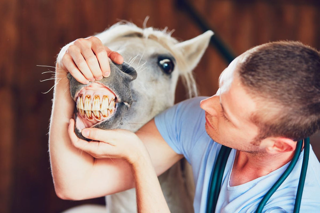 Was das Pferdemaul über Gesundheit verrät – Zähne, Schleimhäute, Kauen & mehr - ahipos-horses