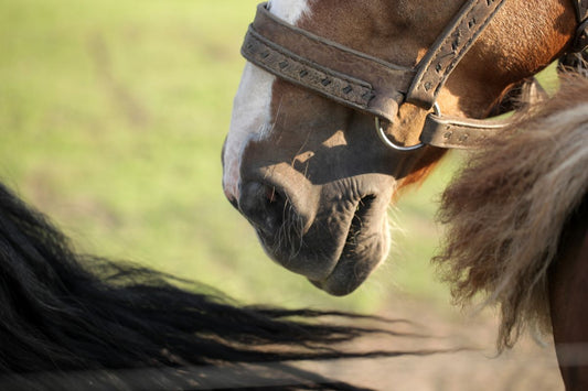 Was hilft Pferden bei Nasenbluten? Ursachen, Symptome &amp; Verhalten im Notfall - ahipos-horses