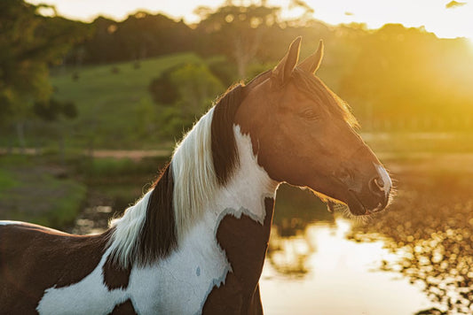 Welche Pferdefutterzusätze sind besonders beliebt bei Reitställen? - ahipos-horses