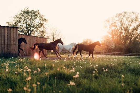 Wenn das Wetter verrückt spielt – wie Temperaturwechsel die Pferdegesundheit beeinflussen - ahipos-horses