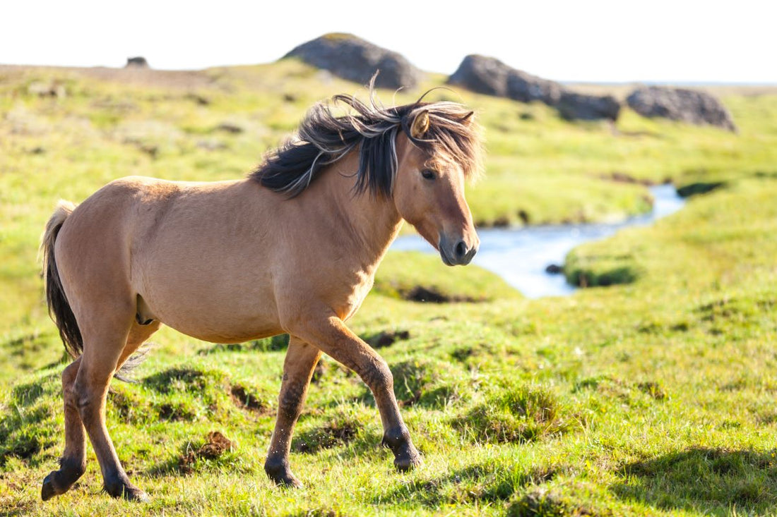 Wenn Islandpferde sich im Frühjahr wundscheuern - ahipos-horses