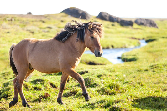 Wenn Islandpferde sich im Frühjahr wundscheuern - ahipos-horses