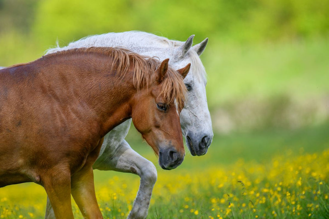 Gelenk & Bewegung beim Pferd