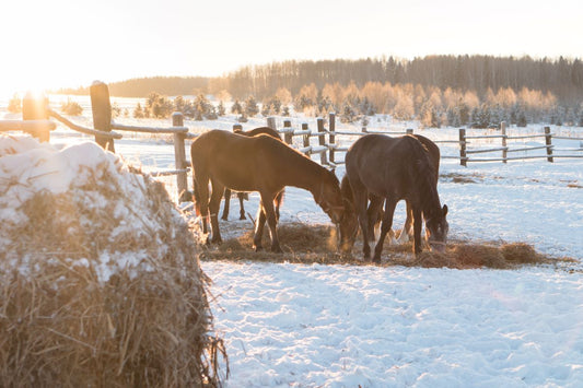 Wie sinnvoll ist die Winterweide? – Chancen, Risiken & klare Empfehlungen - ahipos-horses
