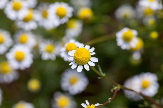 Kamille für Pferde: So wirkt der natürliche Krampflöser gegen Stress und Kolik-Spannungen
