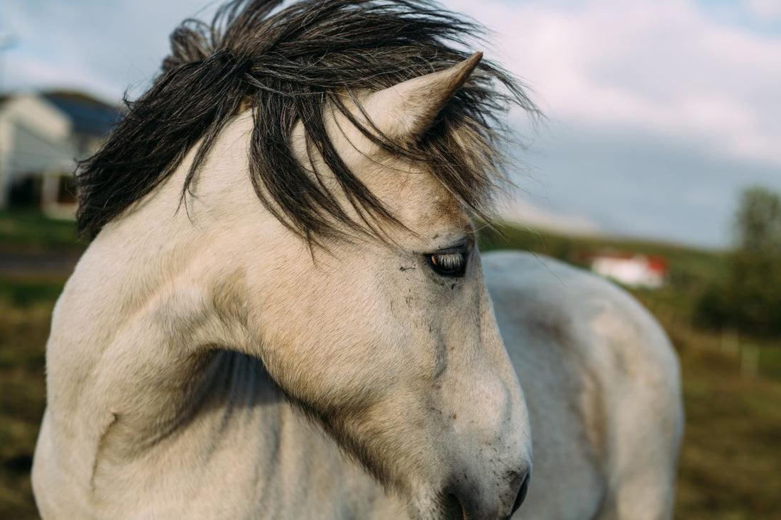 Freeze-Reaktion beim Pferd: Wenn Stillstand kein Gehorsam ist