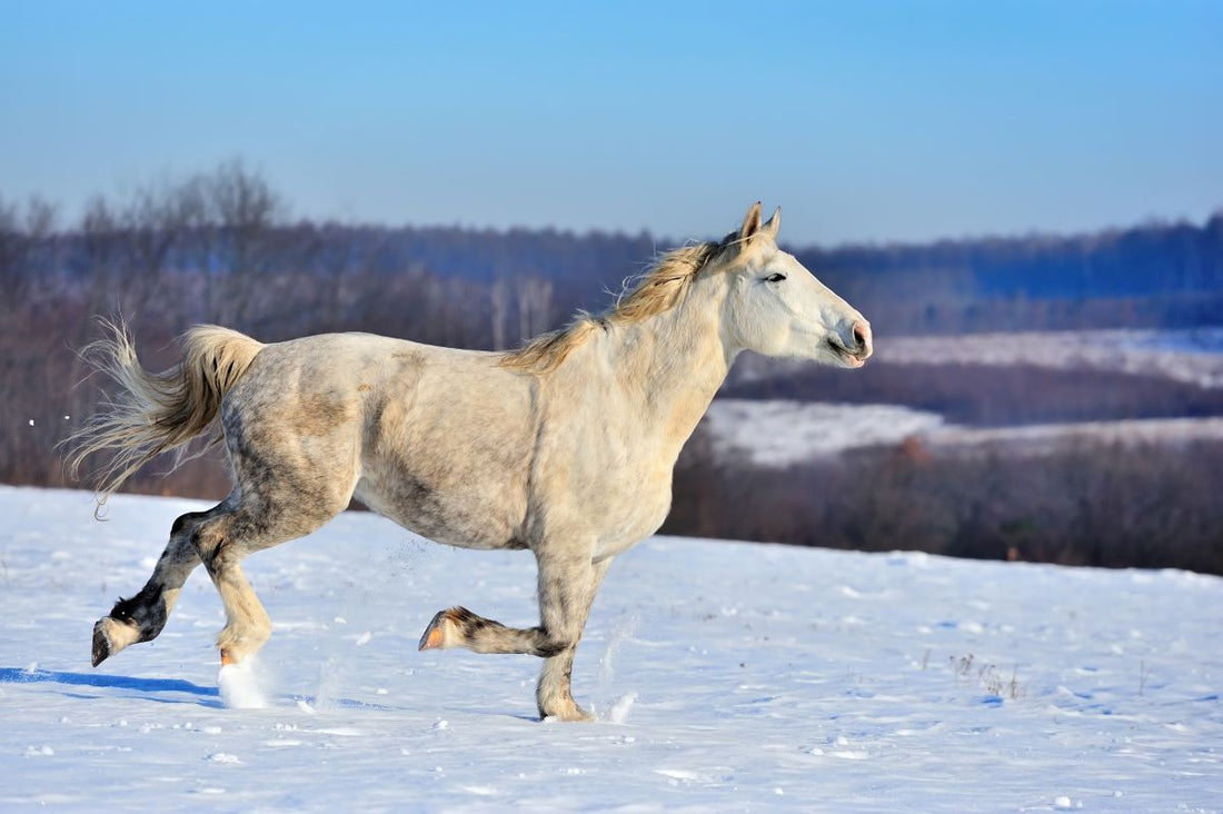Winterkoliken: Warum sie oft mit Wasser beginnen und wie man vorbeugt - ahipos-horses