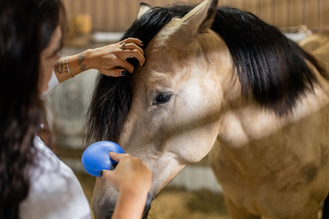 Nesselfieber beim Pferd – Ursachen, Symptome & was wirklich hilft