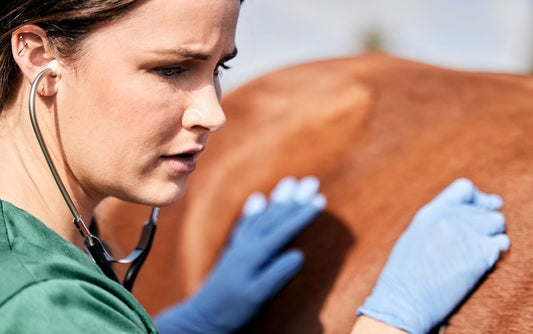 Zwerchfellbruch beim Pferd: Symptome, Ursachen & sichere Diagnostik - ahipos-horses