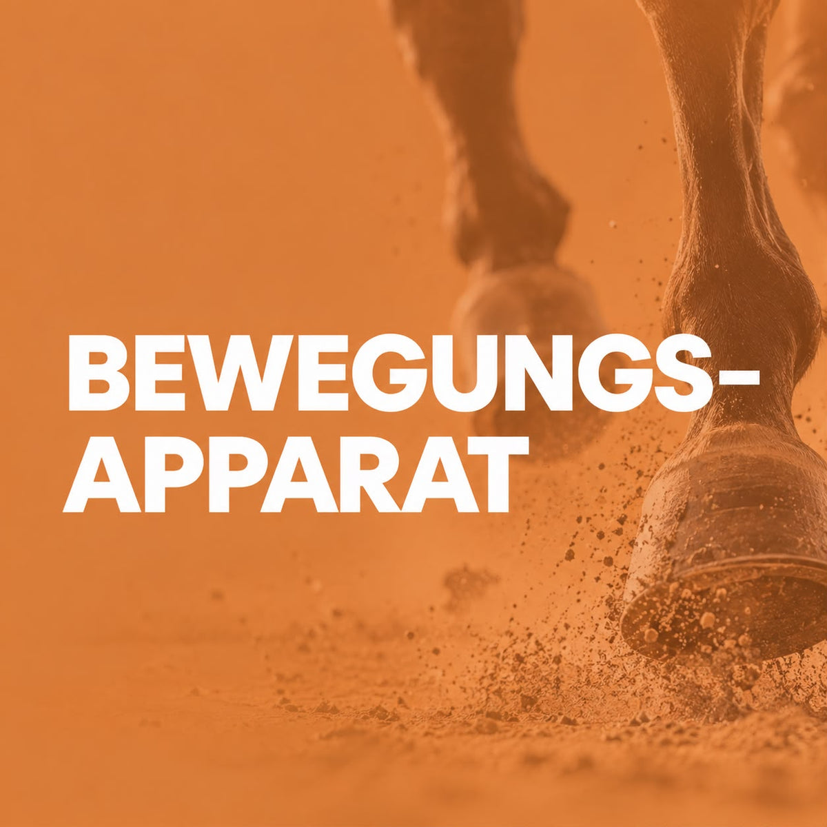 Bewegungsapparat