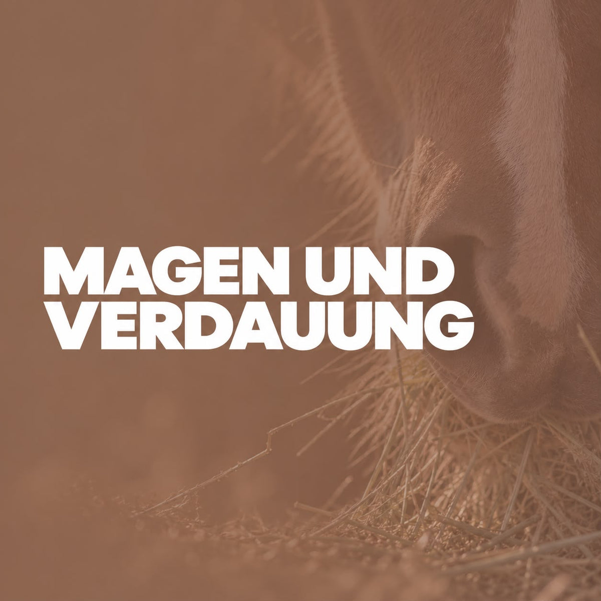 Magen & Verdauung Pferd | Ergänzungsfutter für sensible Pferde
