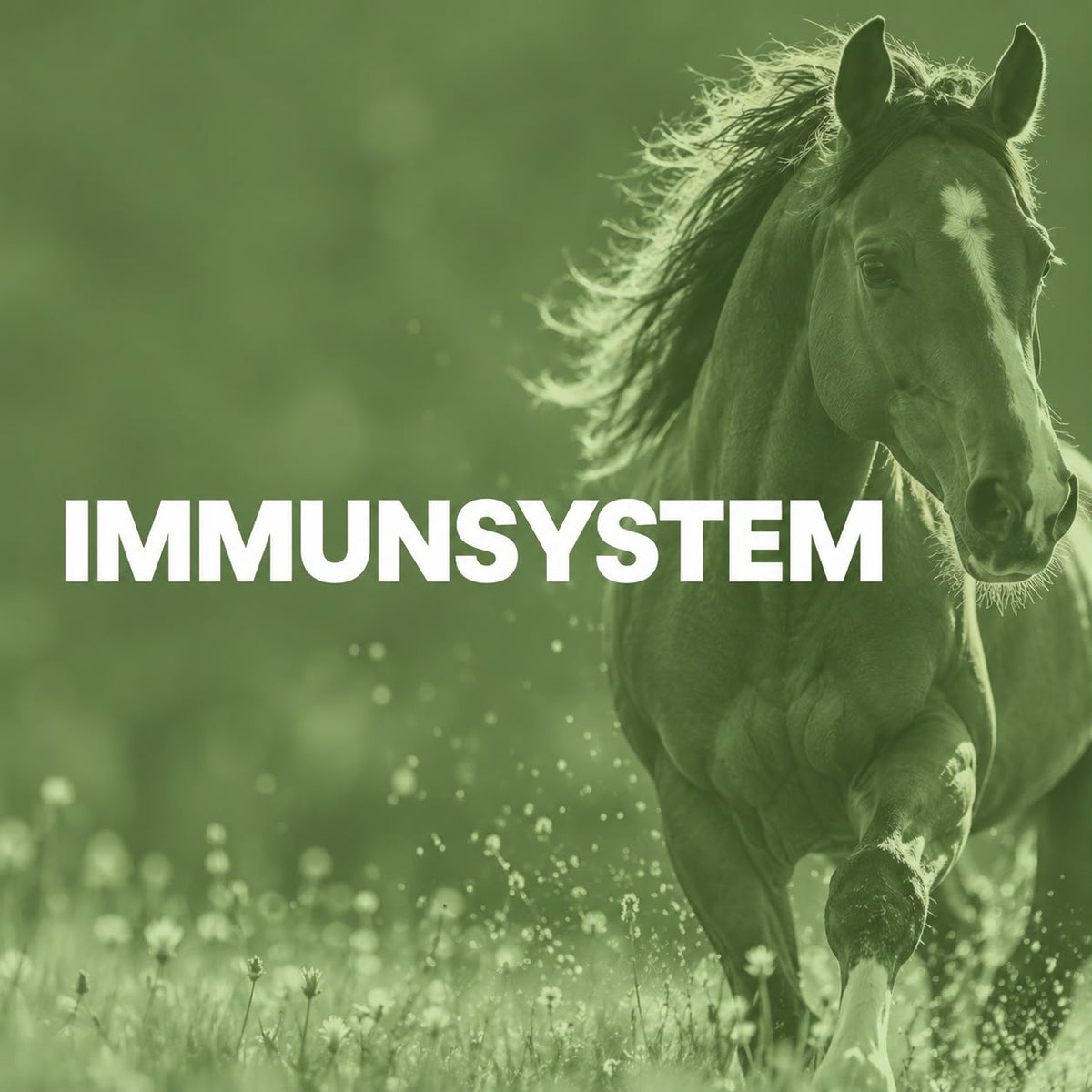 Immunsystem